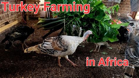 turkey farming in africa youtube