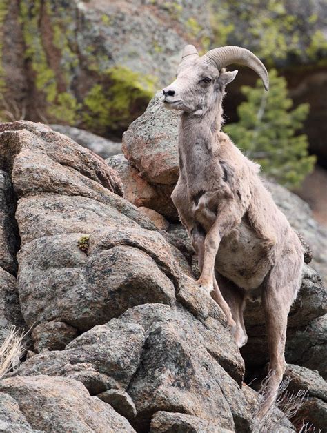A Mountain Goat Standing On Top Of A Large Rock