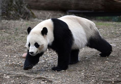 Study Preserving More Habitat For Chinas Giant Pandas Is Having A