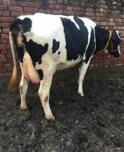Holstein Friesian Cow Hf At Best Price In Karnal Mansha Dairy Farm