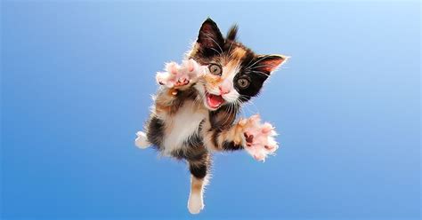 These Photos Of Flying Kittens Are What You Need Right Now Huffpost