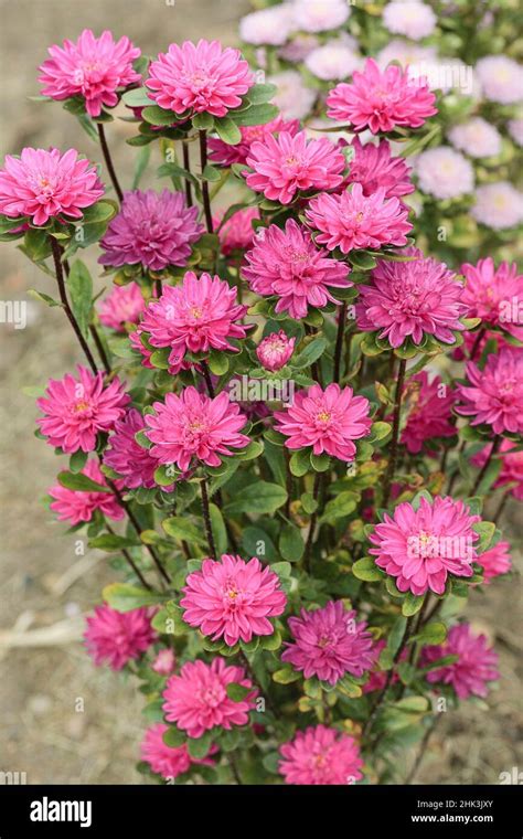 China Aster Callistephus Chinensis Baby Rose Pink A Very Compact