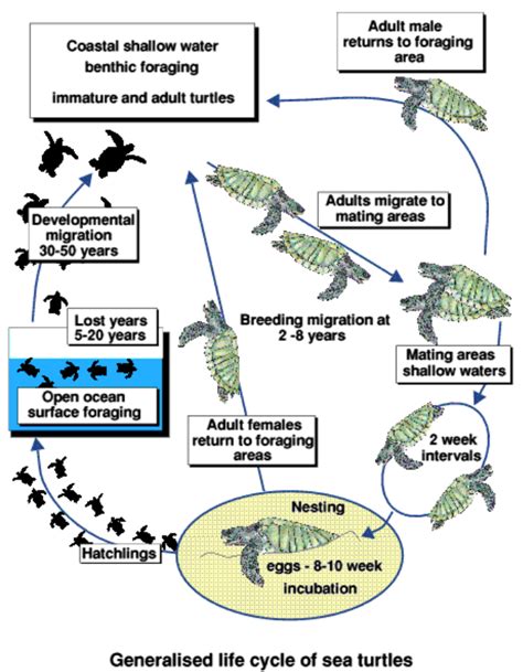 Sea Turtle Life Cycle