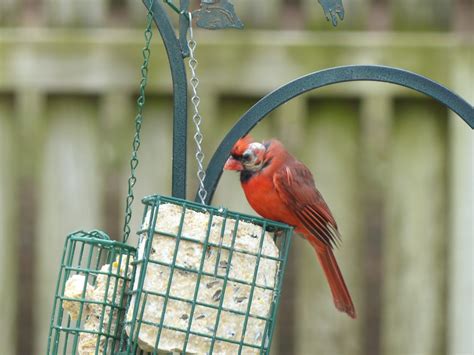 Cardinal With Balding Head Feederwatch