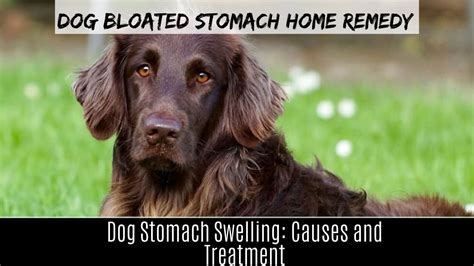 Dog Bloated Stomach Home Remedy Dog Stomach Swelling Causes And