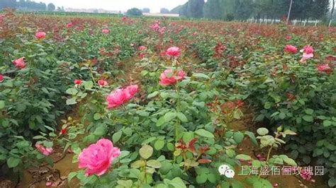 玫瑰花种植技巧玫瑰花种植技术玫瑰花种植大山谷图库