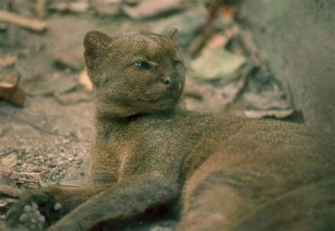 Black Panther Or Jaguarundi Officials Say Neither Exist In Texas