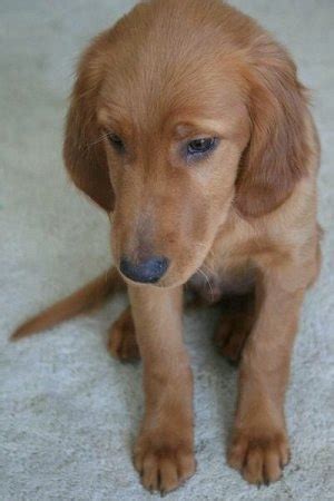 This is clifford my golden irish puppy. aflsowan: golden retriever puppies pictures