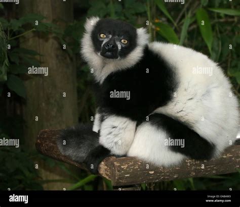 Lemur Rufo Blanco Y Negro Hi Res Stock Photography And Images Alamy