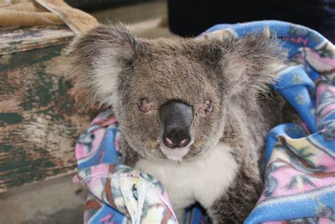 Koalas | Wildlife Rescue & Care - Australia | Page 3