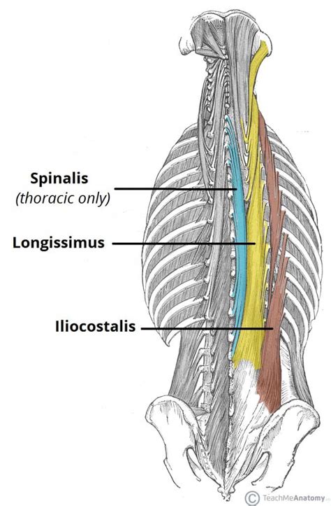 Muscles listed below should be familiar to a medical transcriptionist. Fig 1.1 - The erector spinae. | Lower back muscles anatomy ...