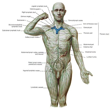 The Lymphatic System Is Part Of The Circulatory System Comprising A