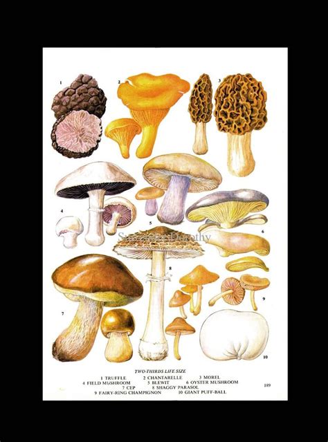 Edible Mushrooms Wild Vegetable Food Chart Botanical Etsy