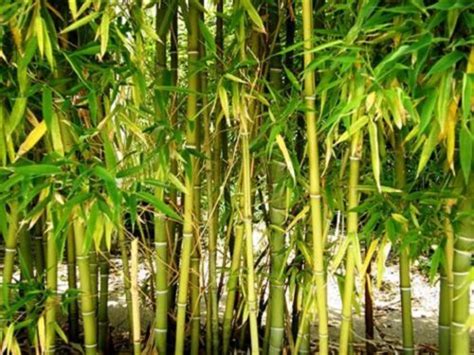 50 Yellow Bamboo Seeds Privacy Seed Garden Clumping Shade Screen 385 US