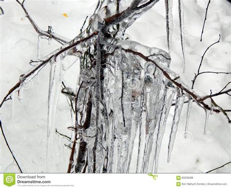 Ice Hanging On The Branches Of Trees Stock Photo Image Of Closeup