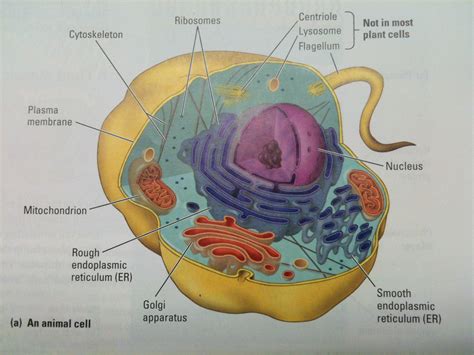 The organelle in an animal cell where ribosomes are made is the. 301 Moved Permanently