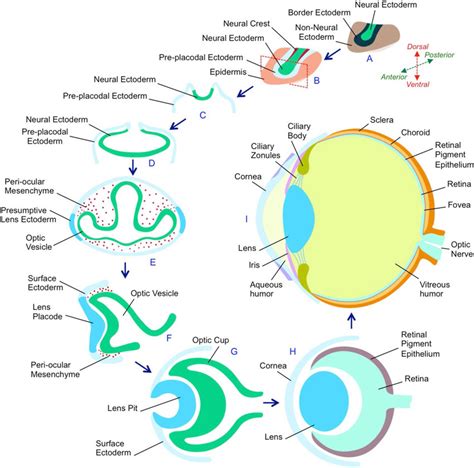 Eye Development In Vertebrates Download Scientific Diagram