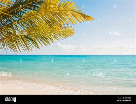Palm Tree Growing In Sandy Beach Stock Photo Alamy