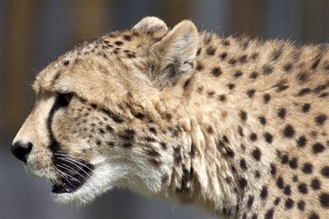 Cheetah Head Tony Hisgett Flickr