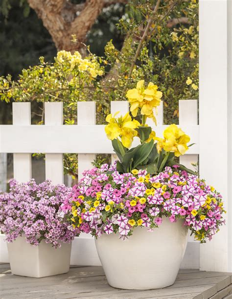 Pretty Plant Combinations To Suit Any Garden Style Proven Winners