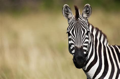 Common Or Plains Zebra Portrait Photograph by Anup Shah