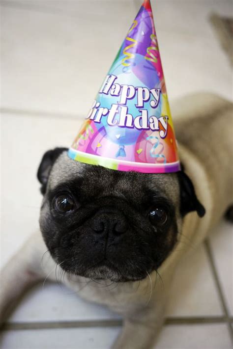 Happy Birthday Mr Pug Happy Birthday Dog Happy Birthday Pug