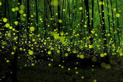 Fireflies At Night Long Exposure Photos Mystical Forest Long