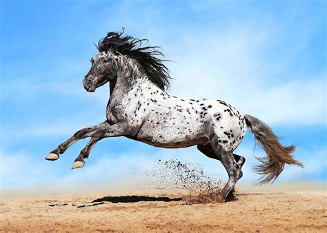Horse Amazing Horse Digital Art By Rowlette Nixon