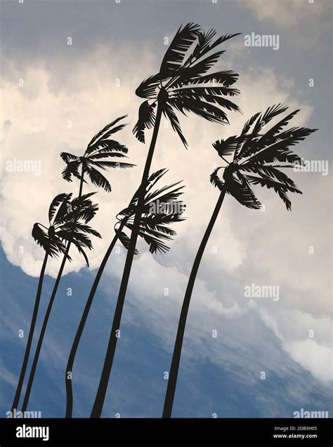 Palm Trees Blowing In Hurricane Stock Photo Alamy