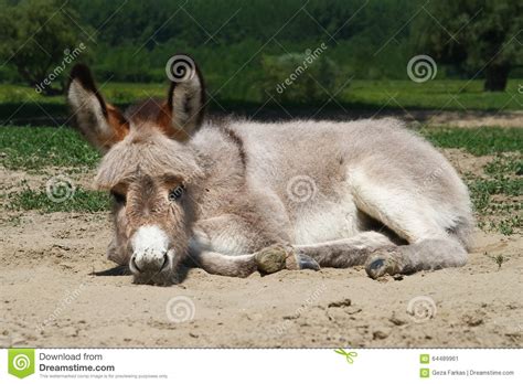 Baby Donkey Laying On The Field Stock Image Image Of