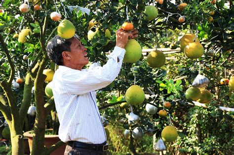 Farmer Grows Different Fruits On One Tree Dtinews Dan Tri