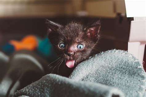 A Picture Of A Cute Kitten Cute Kittens Socutekittens Twitter Find