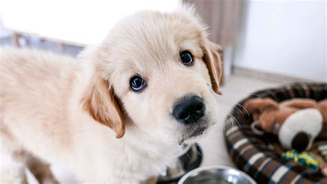 Turns Out Dogs Developed Those Guilt Inducing ‘puppy Dog Eyes Through