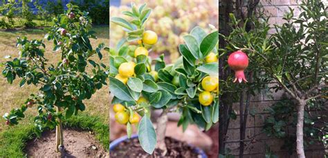 20 Dwarf Fruit Trees To Grow When Space Is Limited Laptrinhx News