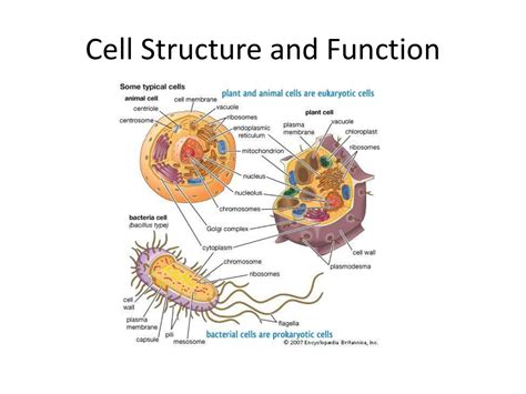 Cell Structure And Function Ppt