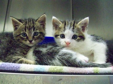Hallo ich bin neu hier und hab seit zehn tagen drei katzenbays. Babykatzen gesucht in Erlangen - Katzen kaufen und ...