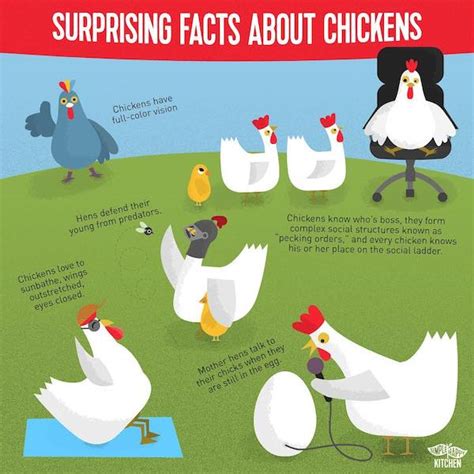 Surprising Facts About Chickens Simple Happy Kitchen