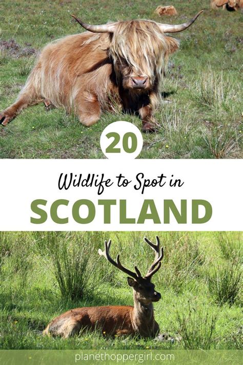 20 Wildlife To Spot And Where To Find Them In Scotland In 2023 Wildlife Travel Dream Travel