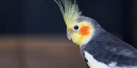 ماذا تعرف عن طائر الكوكتيل؟ 5 معلومات مدهشة لا تعرفها عن هذا الطائر