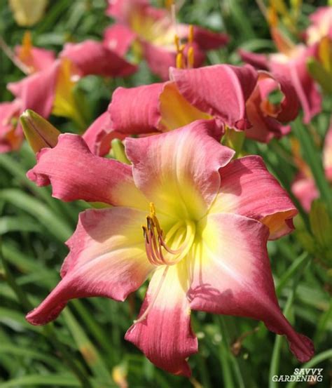 The Daylily A Perfect Perennial For The Summer Garden In 2020 Day