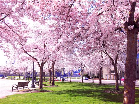 Sakura Hana Japanese Park Blossom Trees Cherry Blossom Japan
