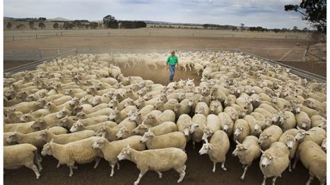 Lamb Prices Forecast To Remain High Queensland Country Life Qld