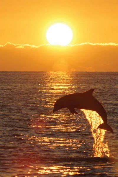 Sunset Dolphin Tour Parrotdise Express Boat Tours Florida