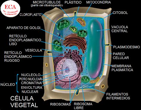 BiologÍa Mis Apuntes