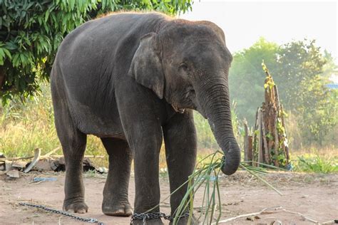 Elefante Asiático Características Hábitat Reproducción