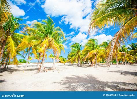 Palm Trees On White Sand Beach Stock Photo Image Of Nature Flora