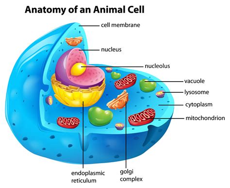 Anatomía De Una Célula Animal 446908 Vector En Vecteezy