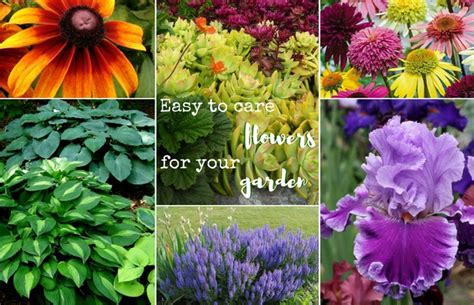 Easy To Care Flowers You Should Have In Your Garden Curious About
