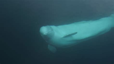 Sandy seliga was vacationing from toronto and had whale watching on her bucket list — we'd say she can safely check that item off after a sighting like this!! Runaway Beluga Whale May Face Deportation to Russia - The ...