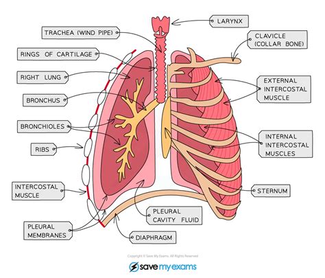 Cie Igcse Biology 复习笔记：1116 Identifying Intercostal Muscles Extended